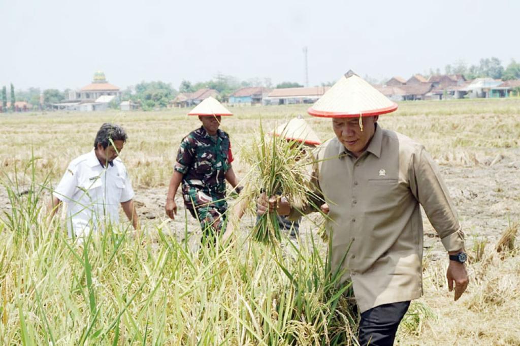 Desa Gamping Rowo Targetkan Tiga Kali Panen Setahun, BHS: Bukti Ketahanan Pangan Menguat