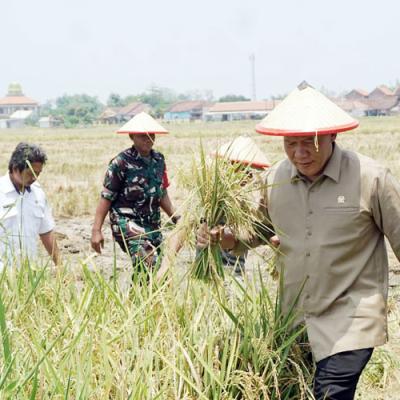Desa Gamping Rowo Targetkan Tiga Kali Panen Setahun, BHS: Bukti Ketahanan Pangan Menguat