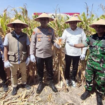 Sidoarjo Panen Raya Jagung: Wujudkan Ketahanan Pangan Nasional