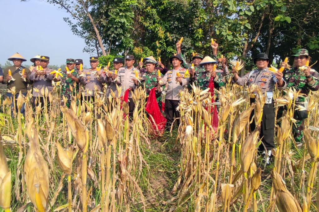 Panen Jagung di Lemujut Krembung Dorong Ketahanan Pangan Sidoarjo