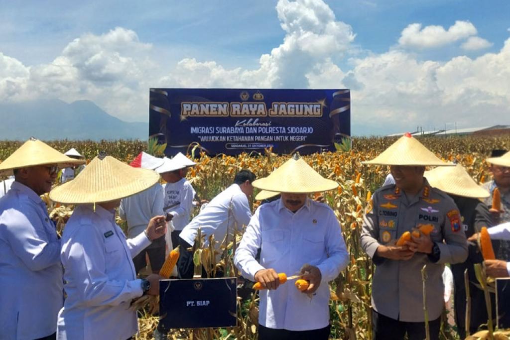 Agus Andrianto Panen Raya Jagung di Sidoarjo, Dukung Ketahanan Pangan Nasional