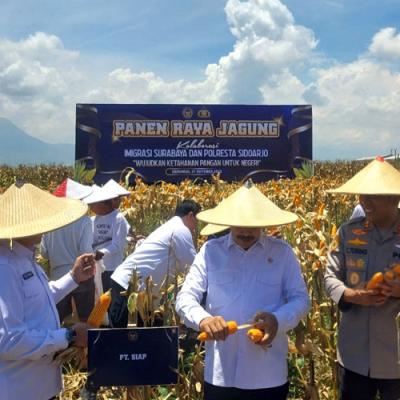 Agus Andrianto Panen Raya Jagung di Sidoarjo, Dukung Ketahanan Pangan Nasional
