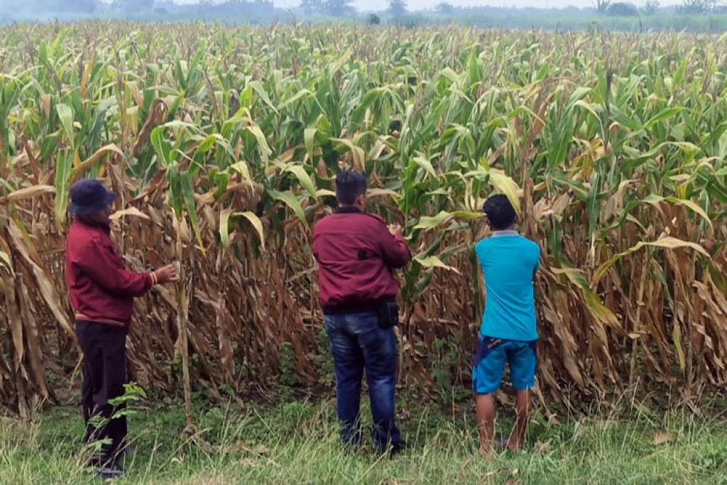 Polsek Balongbendo Dukung Asta Cita Prabowo Lewat Pendampingan Jagung
